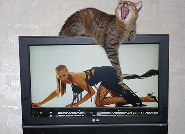 22 Gatti immortalati al Posto giusto nel Momento giusto...