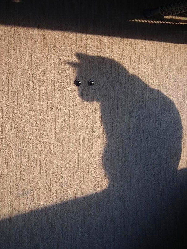 22 Gatti immortalati al Posto giusto nel Momento giusto...