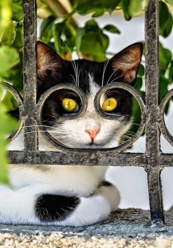 22 Gatti immortalati al Posto giusto nel Momento giusto...