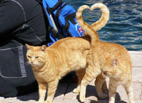 22 Gatti immortalati al Posto giusto nel Momento giusto...