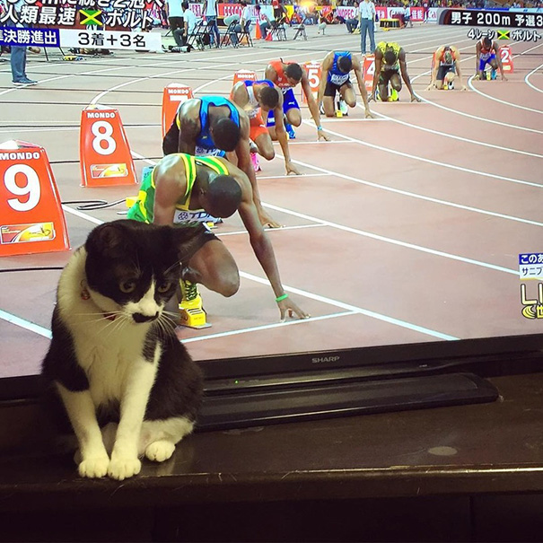 22 Gatti immortalati al Posto giusto nel Momento giusto...