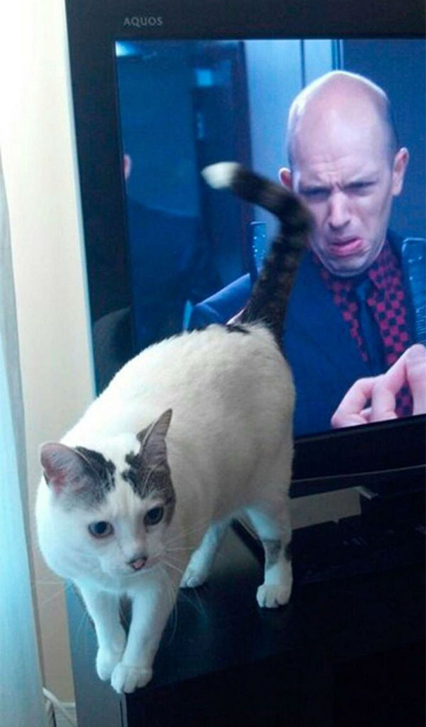 22 Gatti immortalati al Posto giusto nel Momento giusto...