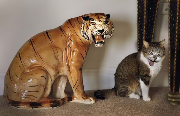 22 Gatti immortalati al Posto giusto nel Momento giusto...