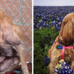 25 Commoventi Foto di Cani Prima e Dopo essere stati Salvati
