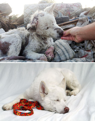 25 Commoventi Foto di Cani Prima e Dopo essere stati Salvati 25 Commoventi Foto di Cani Prima e Dopo essere stati Salvati