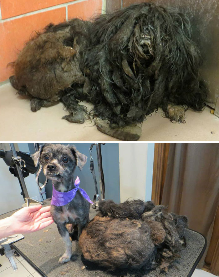 25 Commoventi Foto di Cani Prima e Dopo essere stati Salvati
