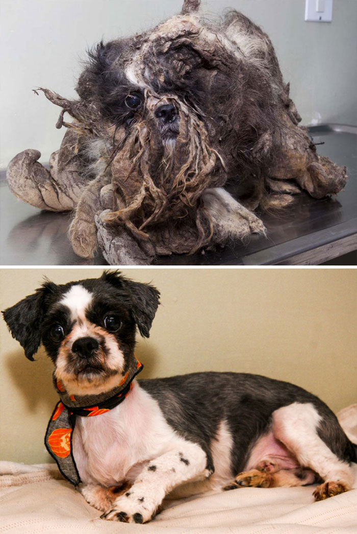 25 Commoventi Foto di Cani Prima e Dopo essere stati Salvati