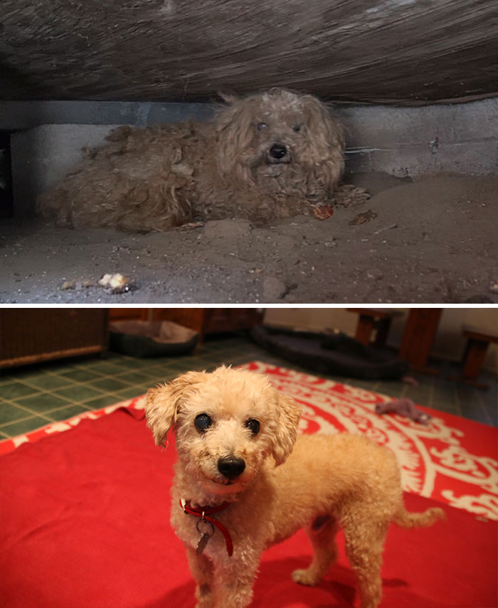 25 Commoventi Foto di Cani Prima e Dopo essere stati Salvati