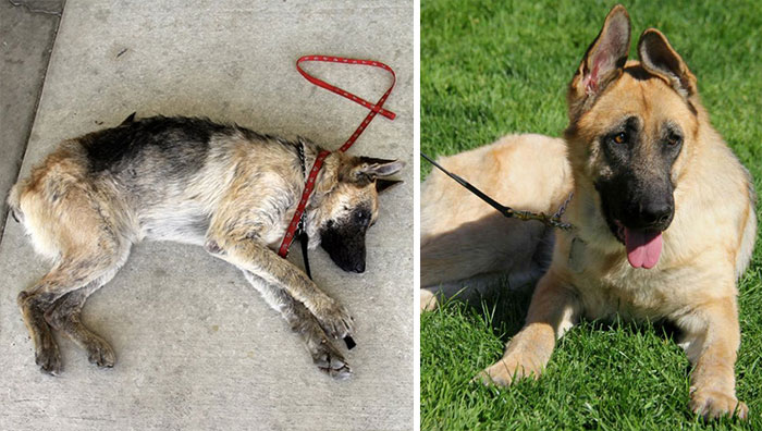 25 Commoventi Foto di Cani Prima e Dopo essere stati Salvati