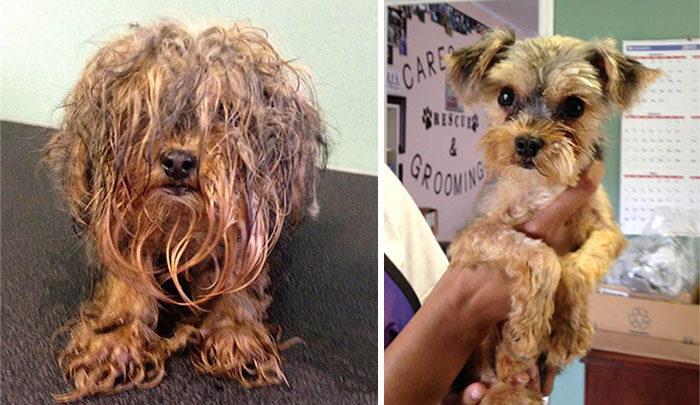 25 Commoventi Foto di Cani Prima e Dopo essere stati Salvati