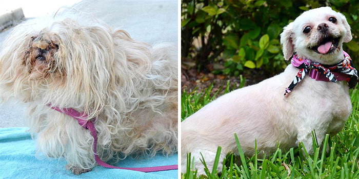 25 Commoventi Foto di Cani Prima e Dopo essere stati Salvati