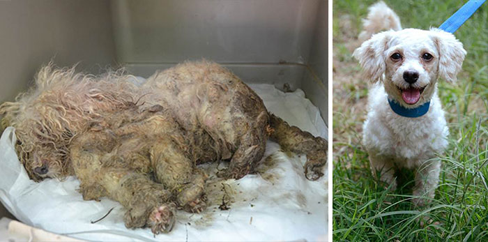 25 Commoventi Foto di Cani Prima e Dopo essere stati Salvati