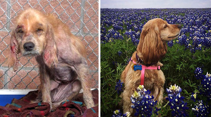 25 Commoventi Foto di Cani Prima e Dopo essere stati Salvati