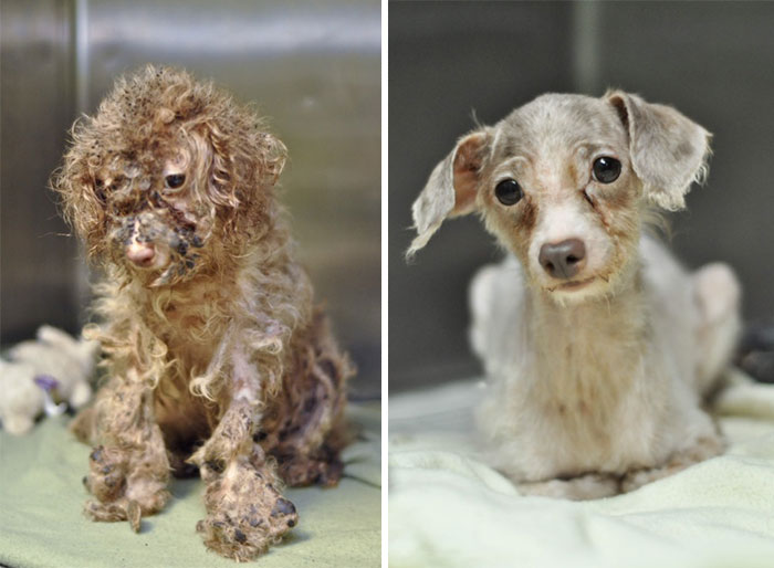 25 Commoventi Foto di Cani Prima e Dopo essere stati Salvati