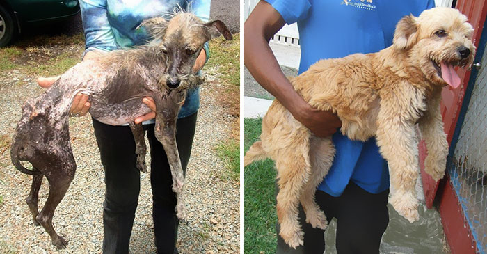 25 Commoventi Foto di Cani Prima e Dopo essere stati Salvati
