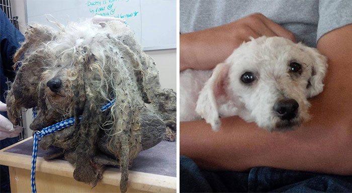 25 Commoventi Foto di Cani Prima e Dopo essere stati Salvati