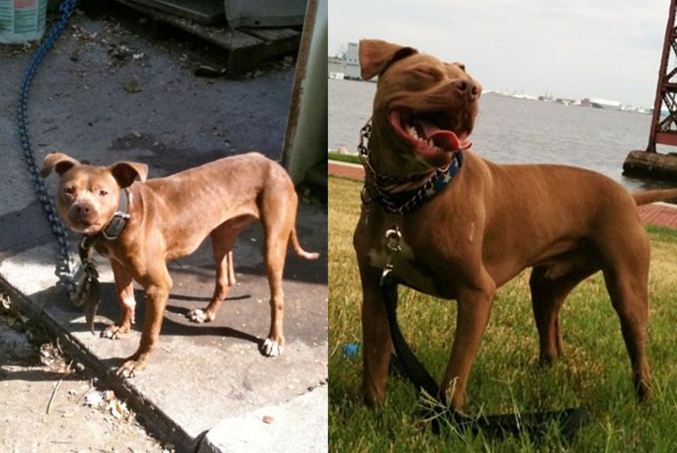 25 Commoventi Foto di Cani Prima e Dopo essere stati Salvati