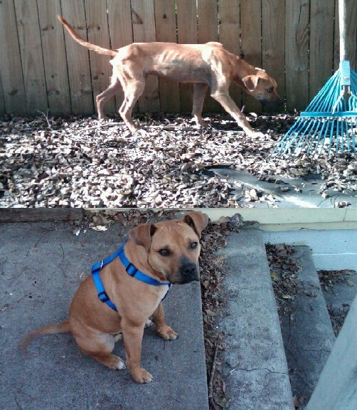 25 Commoventi Foto di Cani Prima e Dopo essere stati Salvati