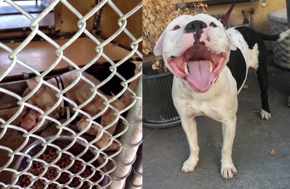 25 Commoventi Foto di Cani Prima e Dopo essere stati Salvati
