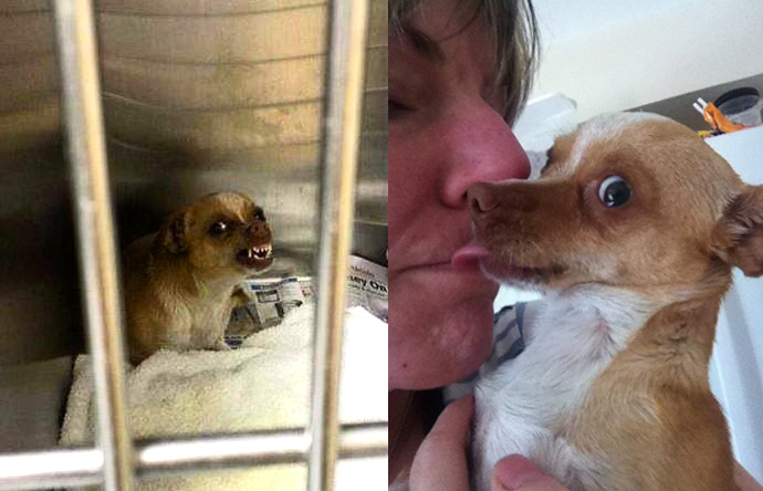 25 Commoventi Foto di Cani Prima e Dopo essere stati Salvati