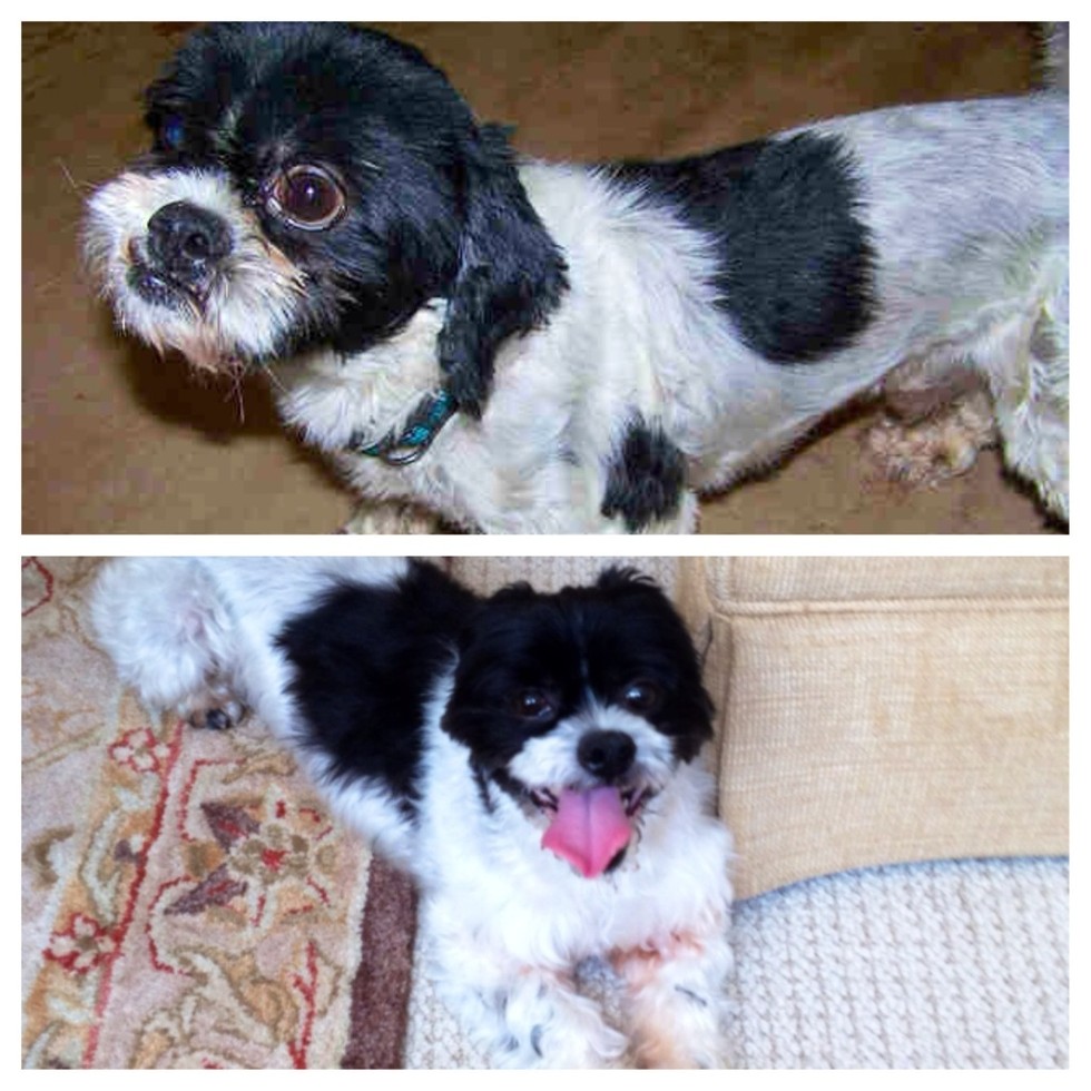25 Commoventi Foto di Cani Prima e Dopo essere stati Salvati