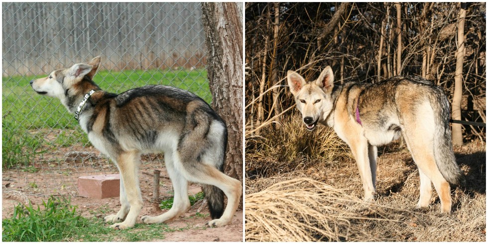 25 Commoventi Foto di Cani Prima e Dopo essere stati Salvati