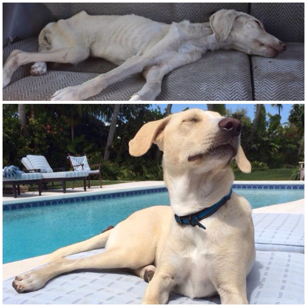 25 Commoventi Foto di Cani Prima e Dopo essere stati Salvati