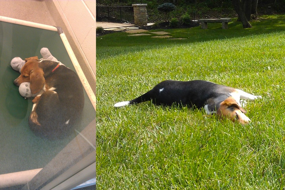 25 Commoventi Foto di Cani Prima e Dopo essere stati Salvati