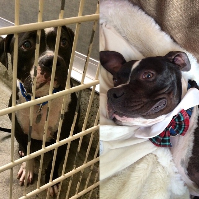 25 Commoventi Foto di Cani Prima e Dopo essere stati Salvati