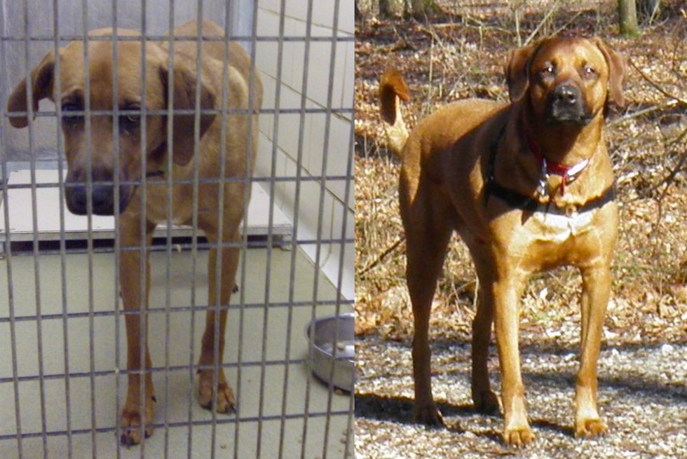 25 Commoventi Foto di Cani Prima e Dopo essere stati Salvati