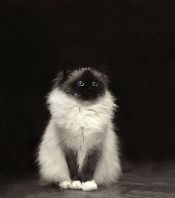 I 24 Gatti Più "Soffici" al Mondo che Vorrete subito Riempire di Coccole