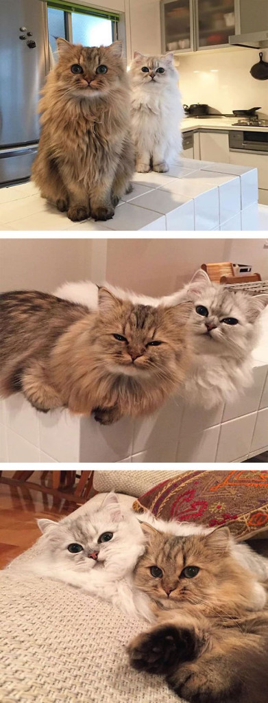 I 24 Gatti Più "Soffici" al Mondo che Vorrete subito Riempire di Coccole