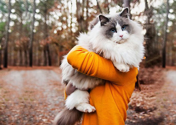 I 24 Gatti Più "Soffici" al Mondo che Vorrete subito Riempire di Coccole