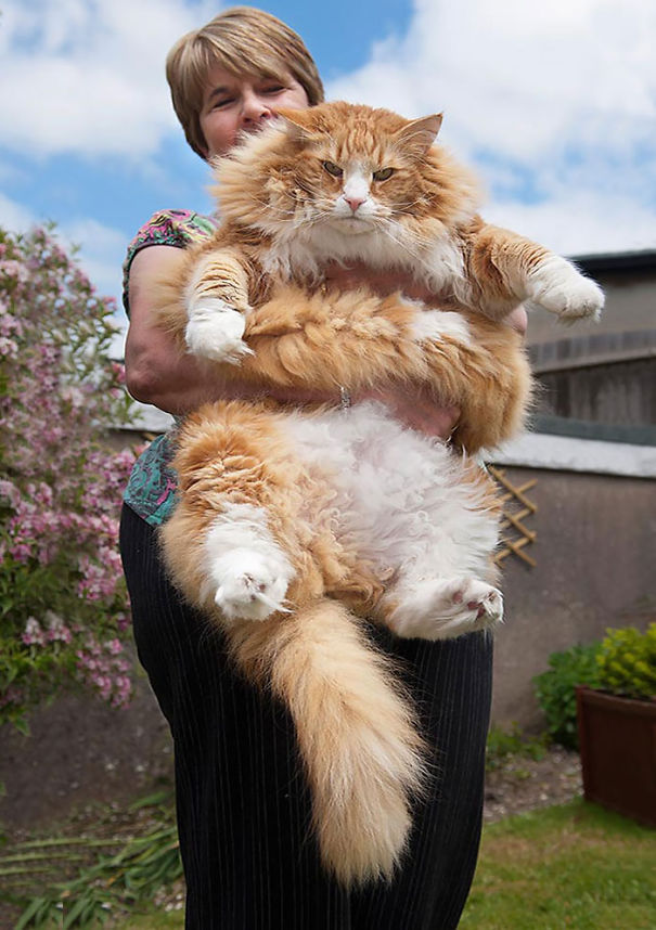 I 24 Gatti Più "Soffici" al Mondo che Vorrete subito Riempire di Coccole