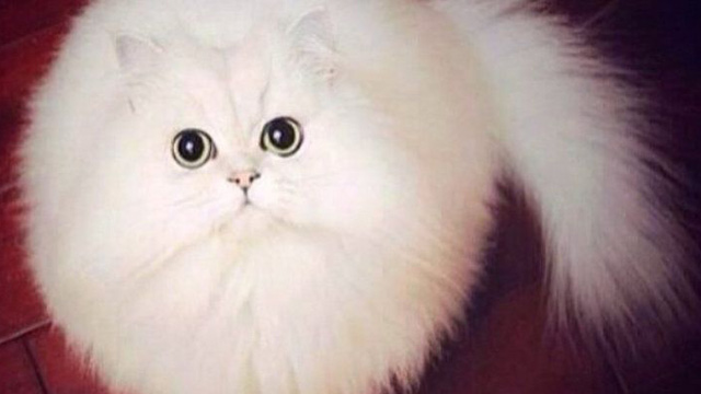 I 24 Gatti Più "Soffici" al Mondo che Vorrete subito Riempire di Coccole