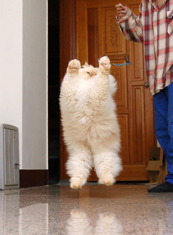 I 24 Gatti Più "Soffici" al Mondo che Vorrete subito Riempire di Coccole
