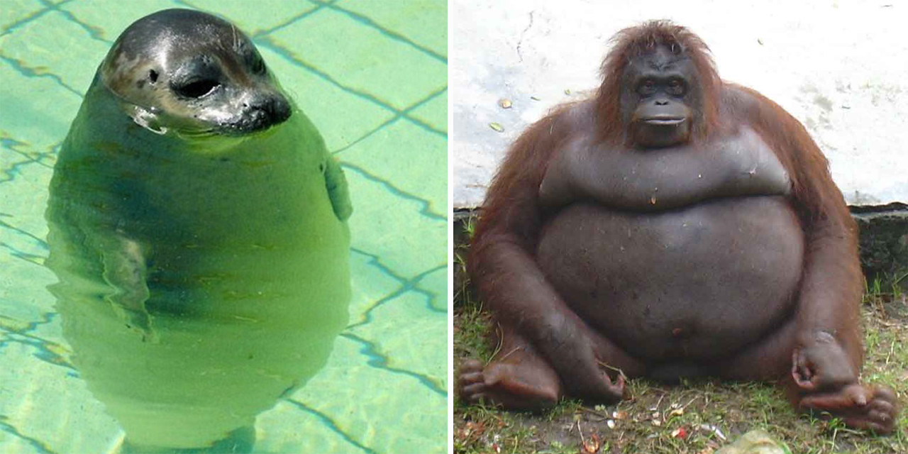 23 animali così grassi da non poter far nulla | Roba da Donne