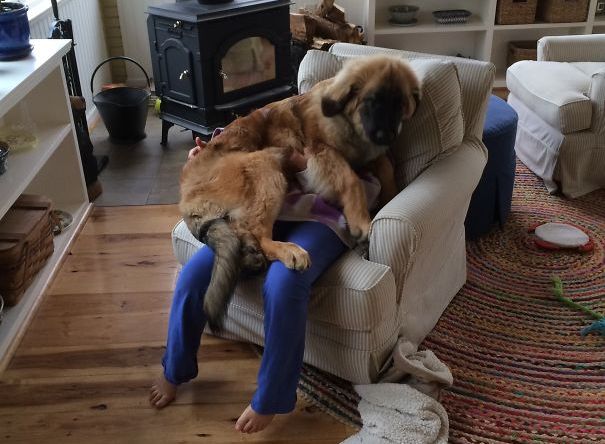 16 Foto Esilaranti di Cani Davvero "Poco" Invadenti