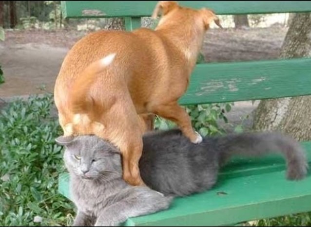 16 Foto Esilaranti di Cani Davvero "Poco" Invadenti