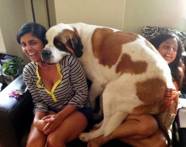 16 Foto Esilaranti di Cani Davvero "Poco" Invadenti