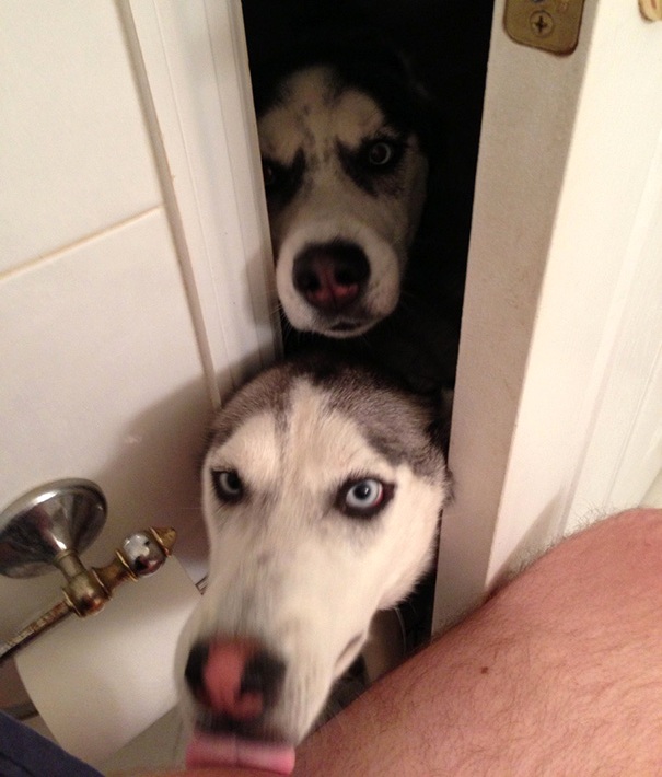 16 Foto Esilaranti di Cani Davvero "Poco" Invadenti