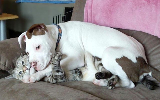 16 Foto Esilaranti di Cani Davvero "Poco" Invadenti