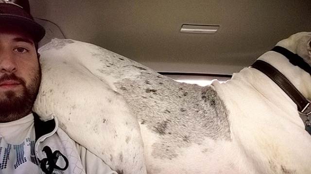 16 Foto Esilaranti di Cani Davvero "Poco" Invadenti