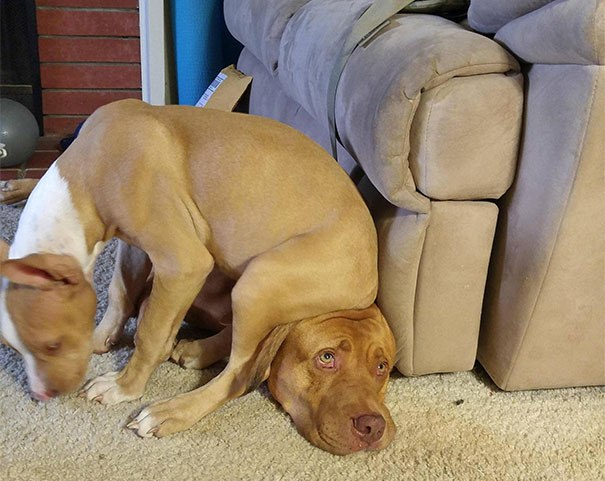 16 Foto Esilaranti di Cani Davvero "Poco" Invadenti