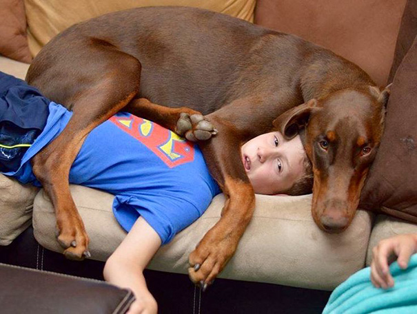 16 Foto Esilaranti di Cani Davvero "Poco" Invadenti