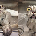 22 Foto Ironiche e Divertenti (non per loro) di Gatti durante il... Bagnetto