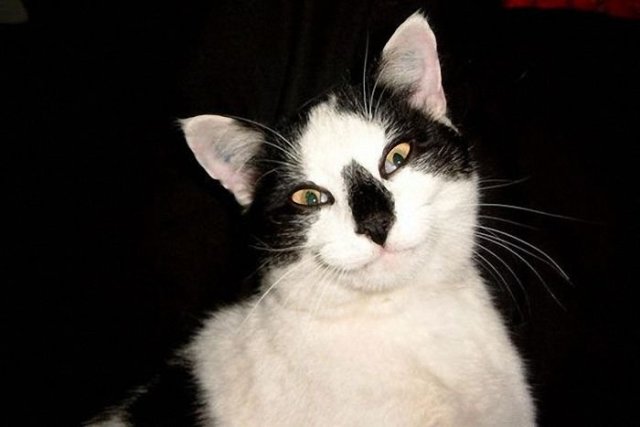 Queste 20 Foto di Gatti che Sorridono vi Miglioreranno la Giornata