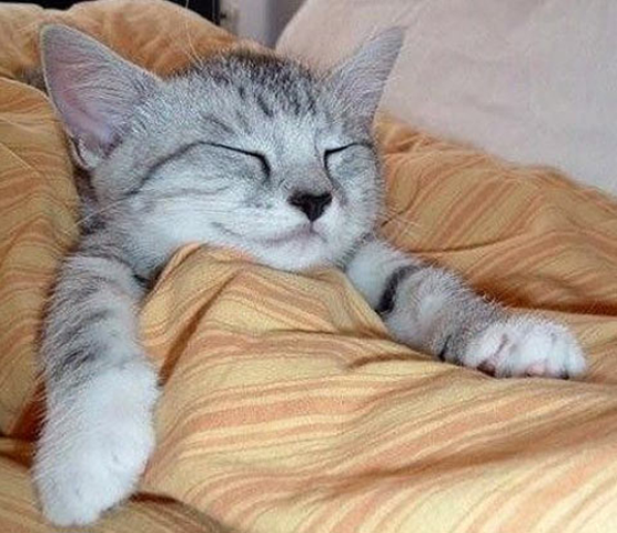 Queste 20 Foto di Gatti che Sorridono vi Miglioreranno la Giornata