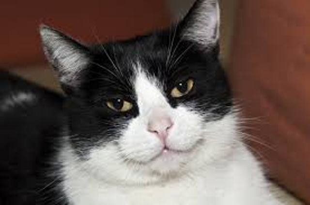 Queste 20 Foto di Gatti che Sorridono vi Miglioreranno la Giornata