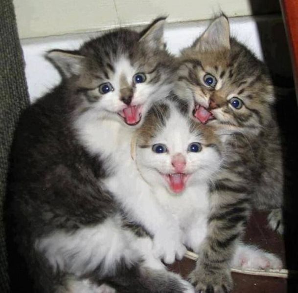 Queste 20 Foto di Gatti che Sorridono vi Miglioreranno la Giornata